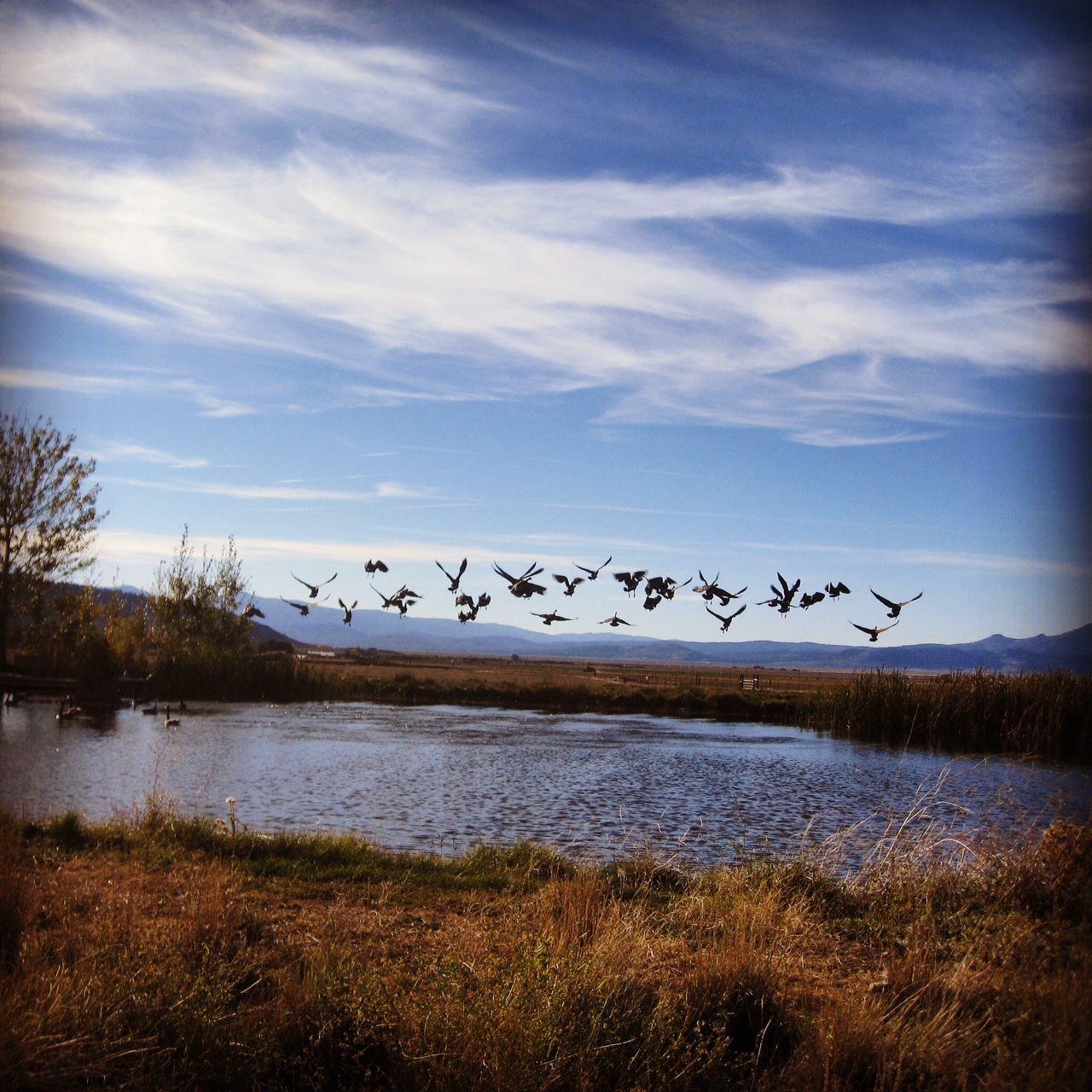 Geese over Sierra Valley Pond